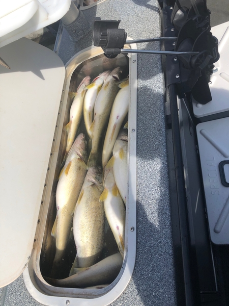 Filling up the live wells
