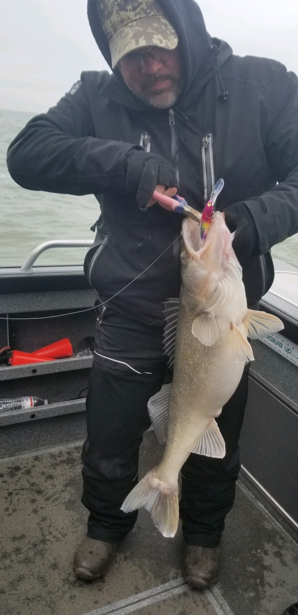 Lake Erie walleye charter